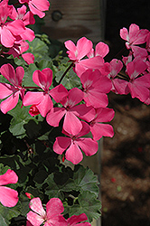 Caliente Pink Geranium (Pelargonium 'Caliente Pink') at Garden Treasures