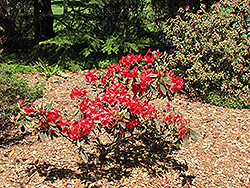 Vulcan Rhododendron (Rhododendron 'Vulcan') at Garden Treasures