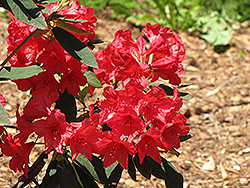 Vulcan Rhododendron (Rhododendron 'Vulcan') at Garden Treasures