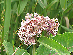 Common Milkweed (Asclepias syriaca) at Garden Treasures