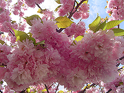 Kwanzan Flowering Cherry (Prunus serrulata 'Kwanzan') at Garden Treasures