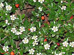 Coral Beauty Cotoneaster (Cotoneaster dammeri 'Coral Beauty') at Garden Treasures