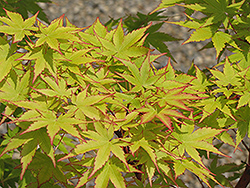 Coral Bark Japanese Maple (Acer palmatum 'Sango Kaku') at Garden Treasures