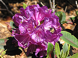 Purple Passion Rhododendron (Rhododendron 'Purple Passion') at Garden Treasures