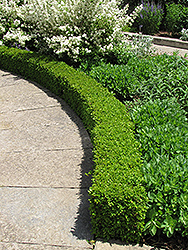 Green Velvet Boxwood (Buxus 'Green Velvet') at Garden Treasures