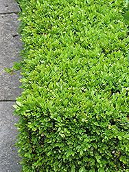 Green Velvet Boxwood (Buxus 'Green Velvet') at Garden Treasures