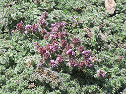 Wooly Thyme (Thymus pseudolanuginosis) at Garden Treasures