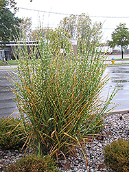 Porcupine Grass (Miscanthus sinensis 'Strictus') at Garden Treasures