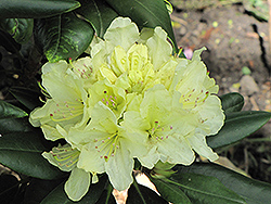 Capistrano Rhododendron (Rhododendron 'Capistrano') at Garden Treasures