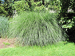 Yaku Jima Dwarf Maiden Grass (Miscanthus sinensis 'Yaku Jima') at Garden Treasures