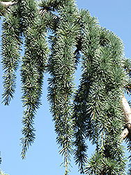 Weeping Blue Atlas Cedar (Cedrus atlantica 'Glauca Pendula') at Garden Treasures