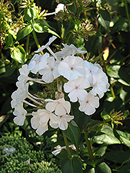 Miss Lingard Phlox (Phlox carolina 'Miss Lingard') at Garden Treasures