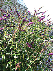Black Knight Butterfly Bush (Buddleia davidii 'Black Knight') at Garden Treasures