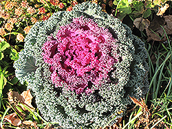 Purple Ruffles Kale (Brassica oleracea var. acephala 'Purple Ruffles') at Garden Treasures