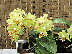 Hybrid Moth Orchid (Phalaenopsis x hybrida) at Garden Treasures