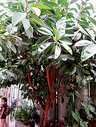 Rubber Tree (Ficus elastica) at Garden Treasures