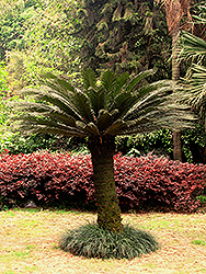 Japanese Sago Palm (Cycas revoluta) at Garden Treasures