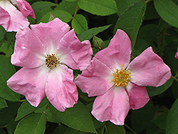 Rugosa Rose (Rosa rugosa) at Garden Treasures