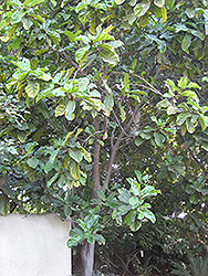 Fiddle Leaf Fig (Ficus lyrata) at Garden Treasures