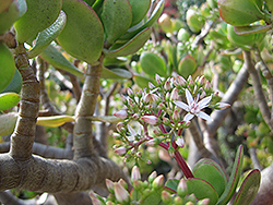 Jade Plant (Crassula ovata) at Garden Treasures