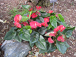 Anthurium (Anthurium andraeanum) at Garden Treasures