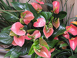 Pink Frost Anthurium (Anthurium antioquiense 'Pink Frost') at Garden Treasures