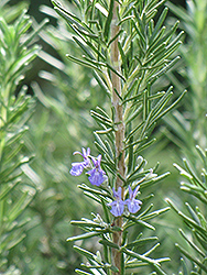 Tuscan Blue Rosemary (Rosmarinus officinalis 'Tuscan Blue') at Garden Treasures