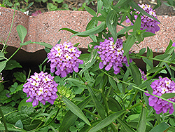 Globe Candytuft (Iberis umbellata) at Garden Treasures