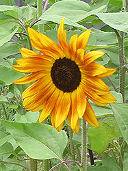 Evening Sun Annual Sunflower (Helianthus annuus 'Evening Sun') at Garden Treasures
