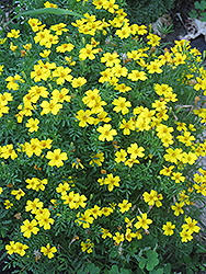 Lemon Gem Marigold (Tagetes tenuifolia 'Lemon Gem') at Garden Treasures