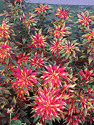 Summer Poinsettia (Amaranthus tricolor) at Garden Treasures