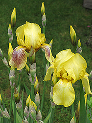 Harvest Of Memories Iris (Iris 'Harvest Of Memories') at Garden Treasures
