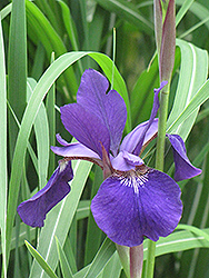 Caesar's Brother Siberian Iris (Iris sibirica 'Caesar's Brother') at Garden Treasures