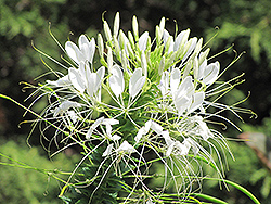 Sparkler White Spiderflower (Cleome hassleriana 'Sparkler White') at Garden Treasures