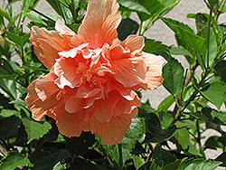 Double Peach Hibiscus (Hibiscus rosa-sinensis 'Double Peach') at Garden Treasures