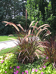 Purple Fountain Grass (Pennisetum setaceum 'Rubrum') at Garden Treasures