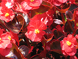 Bada Boom Scarlet Begonia (Begonia 'Bada Boom Scarlet') at Garden Treasures