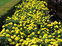 Inca Yellow Marigold (Tagetes erecta 'Inca Yellow') at Garden Treasures