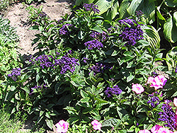 Fragrant Delight Heliotrope (Heliotropium arborescens 'Fragrant Delight') at Garden Treasures