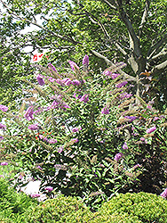 Pink Delight Butterfly Bush (Buddleia davidii 'Pink Delight') at Garden Treasures