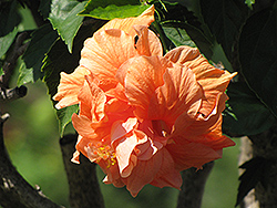 Double Orange Hibiscus (Hibiscus rosa-sinensis 'Double Orange') at Garden Treasures