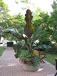 Red Banana (Ensete ventricosum 'Maurelii') at Garden Treasures