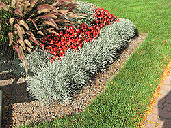 Icicles Licorice Plant (Helichrysum thianschanicum 'Icicles') at Garden Treasures