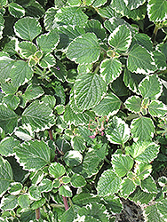 Swedish Ivy (Plectranthus forsteri 'Marginatus') at Garden Treasures