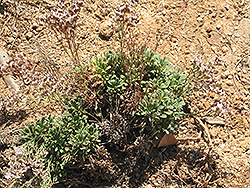 Aeolian Limonium (Limonium minutiflorum) at Garden Treasures