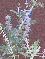 Blue Spire Russian Sage (Perovskia 'Blue Spire') at Garden Treasures