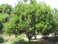 Calamondin (Citrofortunella x microcarpa) at Garden Treasures