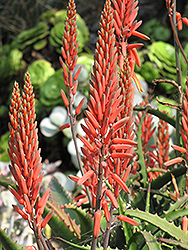 Aloe Vera (Aloe vera) at Garden Treasures