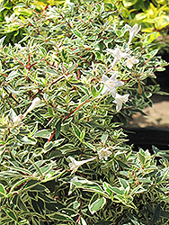 Confetti Abelia (Abelia x grandiflora 'Conti') at Garden Treasures
