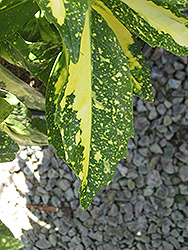 Variegated Japanese Aucuba (Aucuba japonica 'Variegata') at Garden Treasures